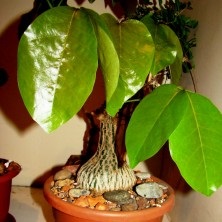 Bombax sau mexican baobab - raritet-plante, plante raritet