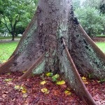 Bombax kapokovy sau semințe de bumbac (bombax ceiba)