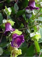 Combaterea ruginei pe florile de hortensie de gradina