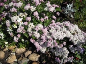 Köpenyek virágok ageratum, lobelia, cineraria, Iberis, Vyatka kert