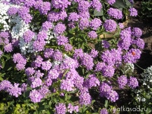 Köpenyek virágok ageratum, lobelia, cineraria, Iberis, Vyatka kert (cineraria) Köpenyek virágok ageratum, lobelia, cineraria, Iberis, Vyatka kert