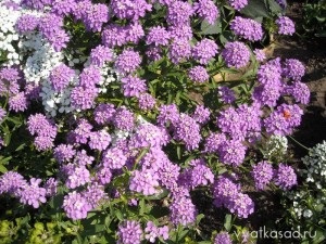 Köpenyek virágok ageratum, lobelia, cineraria, Iberis, Vyatka kert