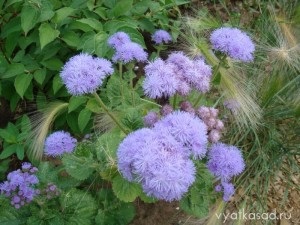 Köpenyek virágok ageratum, lobelia, cineraria, Iberis, Vyatka kert