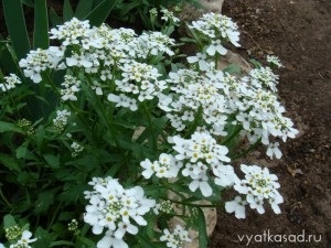 Köpenyek virágok ageratum, lobelia, cineraria, Iberis, Vyatka kert