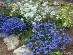 Köpenyek virágok ageratum, lobelia, cineraria, Iberis, Vyatka kert (Iberis) Köpenyek virágok ageratum, lobelia, cineraria, Iberis, Vyatka kert