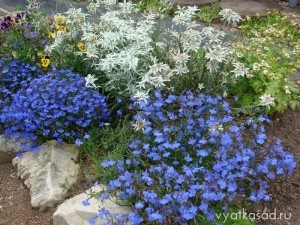 Köpenyek virágok ageratum, lobelia, cineraria, Iberis, Vyatka kert