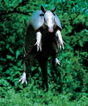 Armadillos, armadillas (dasypodidae)