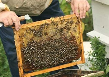De ce suferă albinele?
