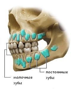 Craniul unui copil înainte de dentiție