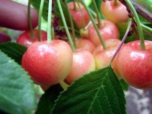 Cseresznye - julia a minőségi leírás, fotó, vélemények