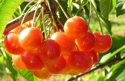 Cherry julia Descrierea varietății, cultivarea și îngrijirea