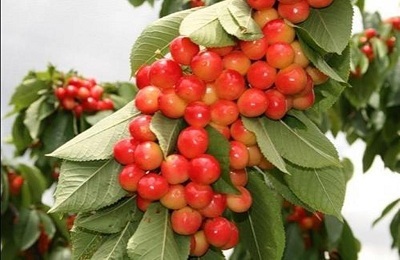 Cherry julia Descrierea varietății, cultivarea și îngrijirea