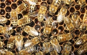 Boala neagră - paralizia albinelor, în furajul pankratovici
