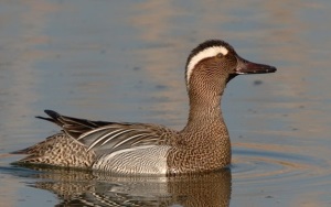 Descriere descriere teal fluier, fotografie, video, voce