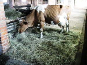 Ce trebuie să știți despre îngrijirea vacilor, sezonul de vară