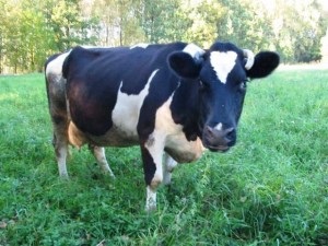 Mit kell tudni a tehén, a nyári szezon gondozásáról?