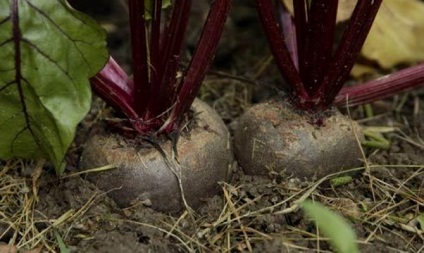 Ce se plantează în timpul iernii pentru o grădină de legume - planificăm să recoltăm legume din videoclipul de toamnă