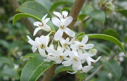 Mi az Osmanthus