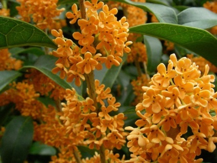 Ce este Osmanthus