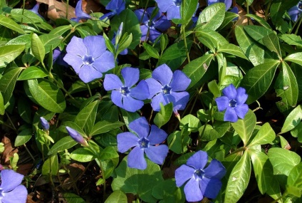 Flori periwinkle, cabana, casa