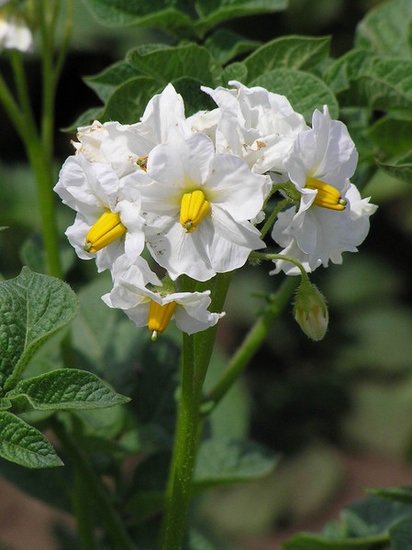 Flori de cartof împotriva oncologiei - rețetă populară, metodă, remediu