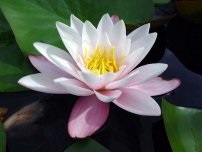 O floare de lotus va decora orice iaz, flori în grădină (gospodărie)