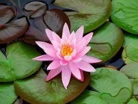 O floare de lotus va decora orice iaz, flori în grădină (gospodărie)