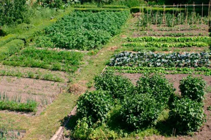 Magie magic ca să facă plante în grădină