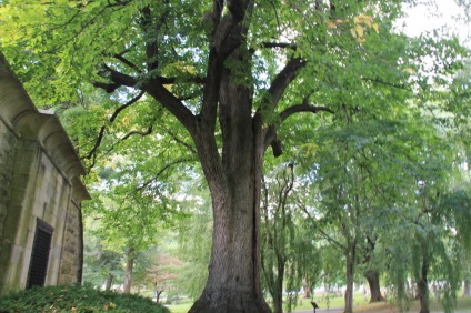 Fák nagyméretű ültetési palánták a bölcsőde és a transzplantáció