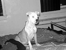 Diagnosticul bolilor - American Staffordshire Terrier
