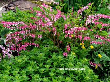 Dicentra este magnifică, sau centrul 