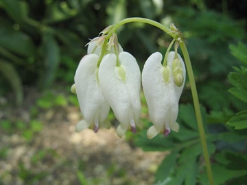 A dicentra csodálatos, vagy a 