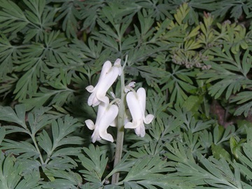 Dicentra este magnifică, sau centrul 