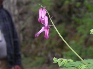 Dicentra este magnifică, sau centrul 