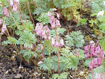 Dicentra este magnifică, sau centrul 