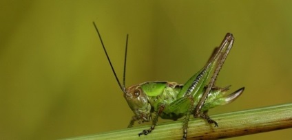 Dublurile și mistitorii, o insectă asemănătoare unui lăcustă, încă nu sunt lăcuste