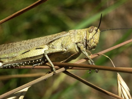 Dublurile și mistitorii, o insectă asemănătoare unui lăcustă, încă nu sunt lăcuste