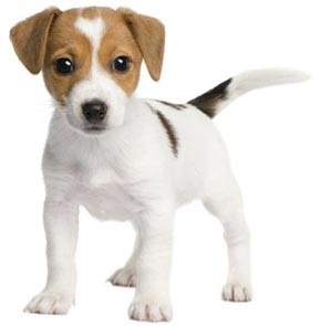 Descrierea rasei terrierului Jack Russell, decordog