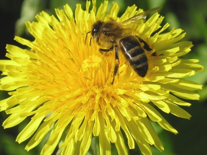 Ajutoare de urgență cu arsuri de albine, viespi, bumblebees, hornets
