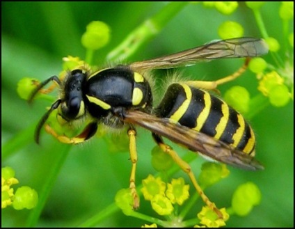Ajutoare de urgență cu arsuri de albine, viespi, bumblebees, hornets