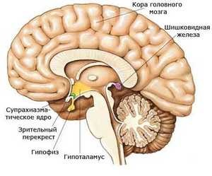 Sistemul endocrin al omului - structura și funcțiile