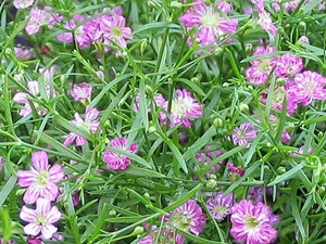 Enciclopedia de plante gypsophila (shake)