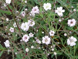 Enciclopedia de plante gypsophila (shake)