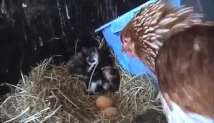Fermierul credea că puiul scoate oul, dar conținutul cuibului său era foarte surprins
