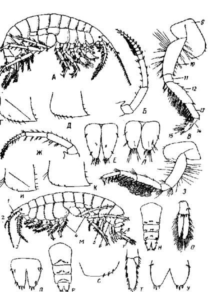 Gammarus (gammarus)