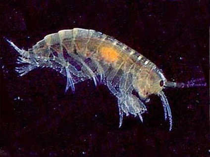 Gammarus (gammarus)