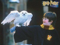 Harry Potter și totul, știința și viața