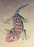 Gecko - gecko, șopârlă