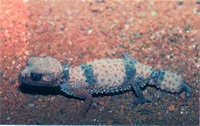 Gecko specie și fotografii, zoodom