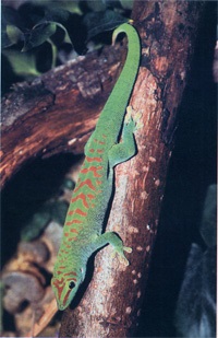 Gecko specie și fotografii, zoodom